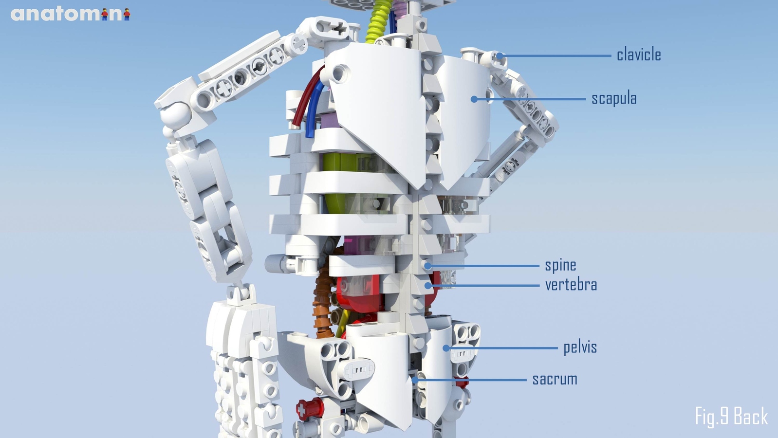 LEGO IDEAS Product Ideas Anatomini
