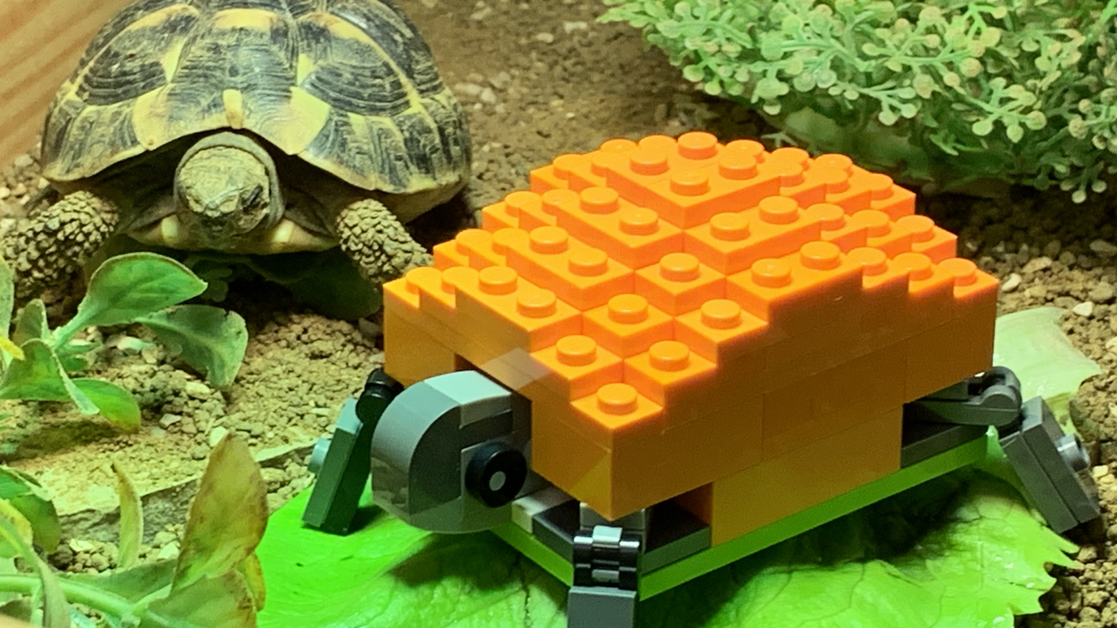 Tortoise lego 2025