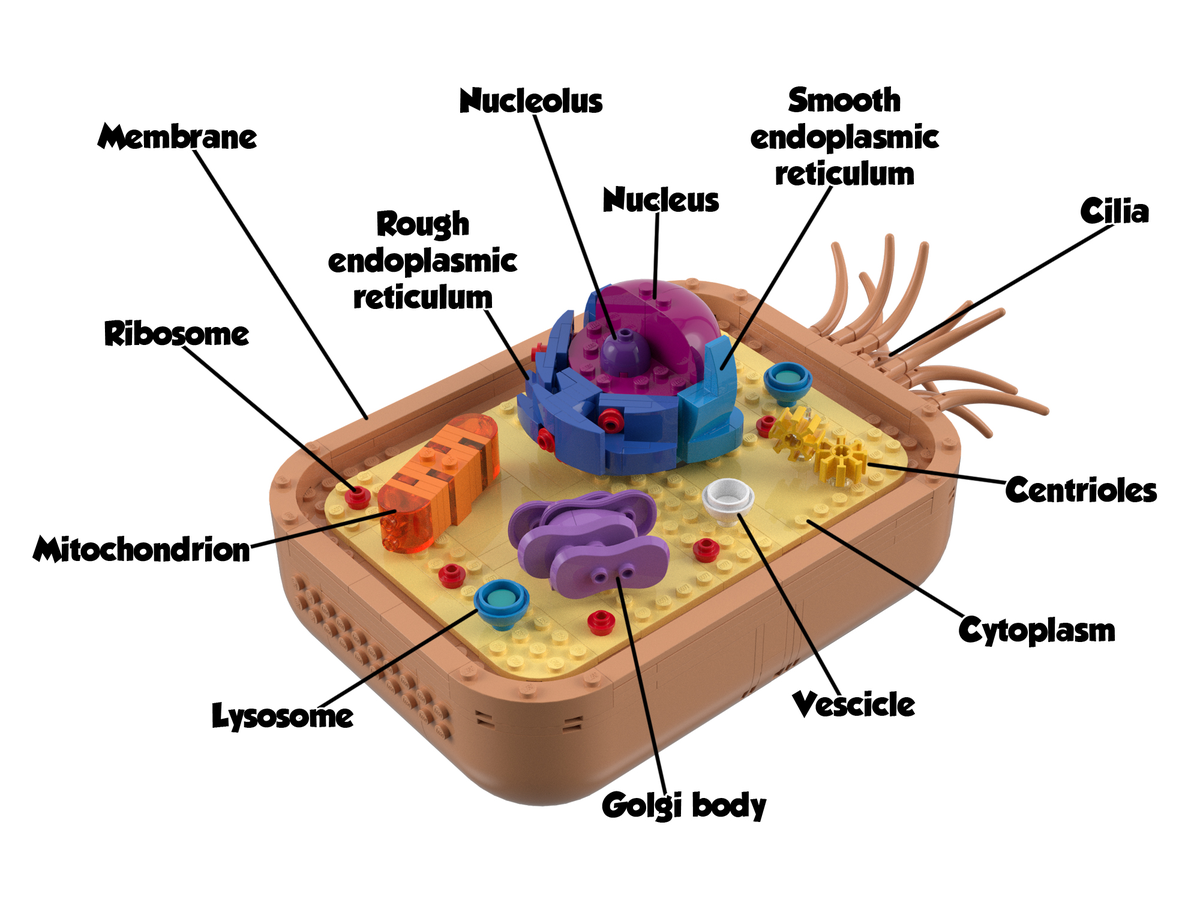 eukaryotic cell model