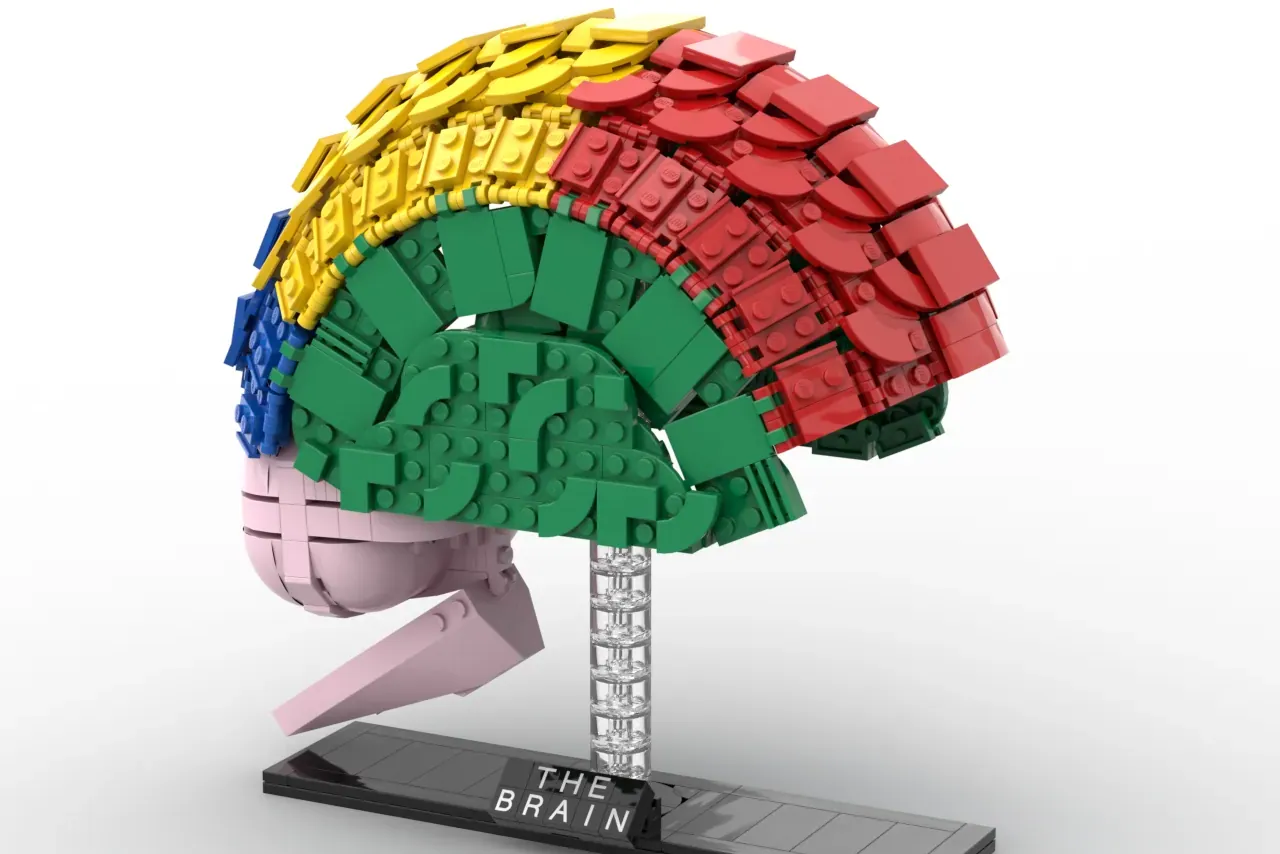 LEGO IDEAS The Anatomy of the Brain