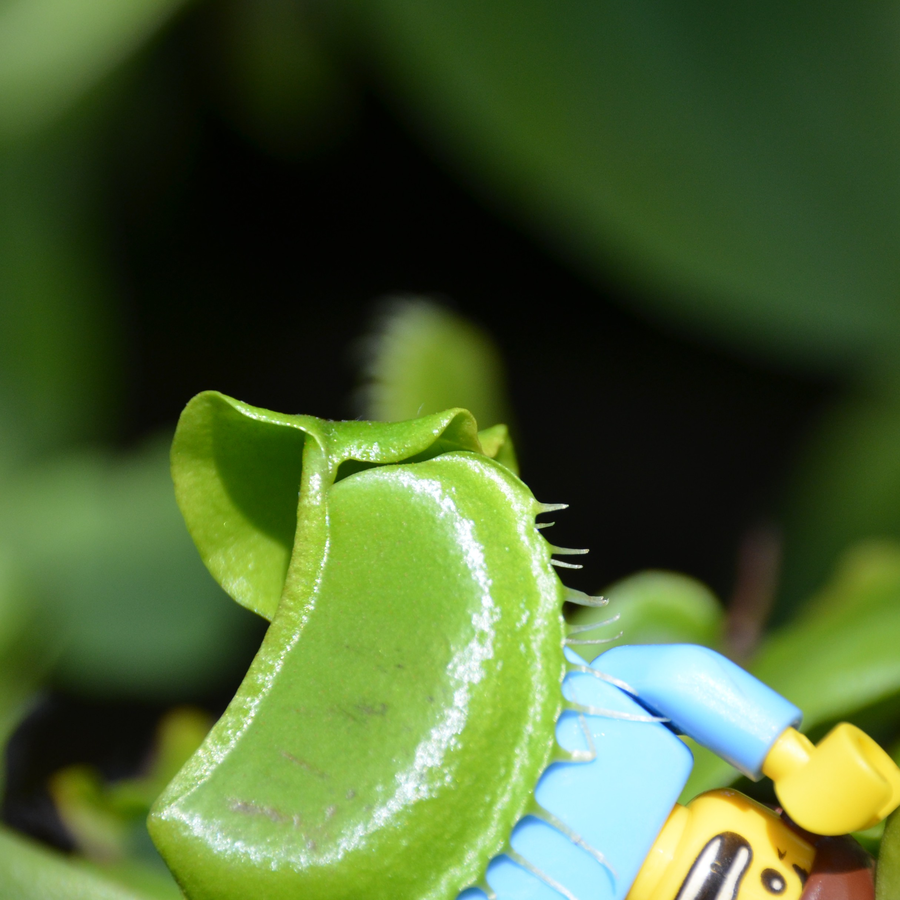 Lego best sale venus flytrap