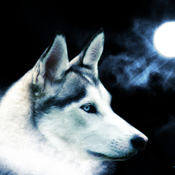 Blind Seer33511 Avatar