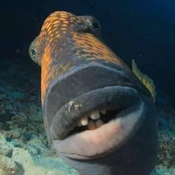 AssistantSuspiciousNoodle Avatar