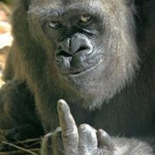 DirektorGeschickterBulkar Avatar
