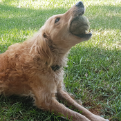 PHSV Avatar