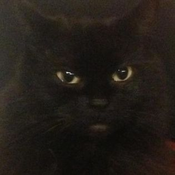RoughestInquisitiveSpider Avatar