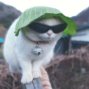 MegaComplexFish Avatar