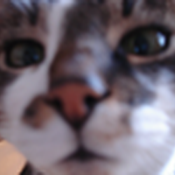 LordZachteSchorpioen Avatar