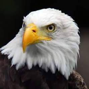 CavaliereVitruviusSofisticato Avatar