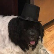 CutestHappyFood Avatar