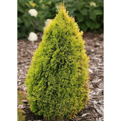 MateSilentShrub Avatar