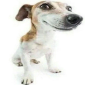 HonorableTerrificPants Avatar