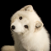 Baffin Arctic Foxes Avatar