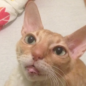 YoungestSillyAlien Avatar