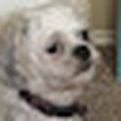 JellylikeEyezor011 Avatar