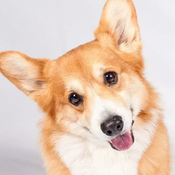 The Croquet Corgi Avatar