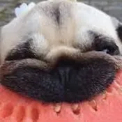 PrincessReservedRug Avatar