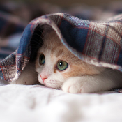 BrightestAttentiveCat Avatar