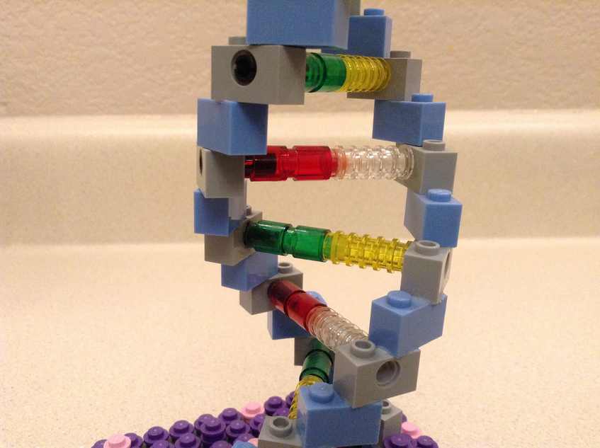 Lego best sale dna model