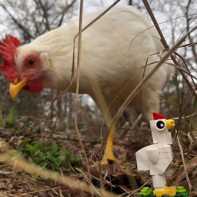 Lego chickens online