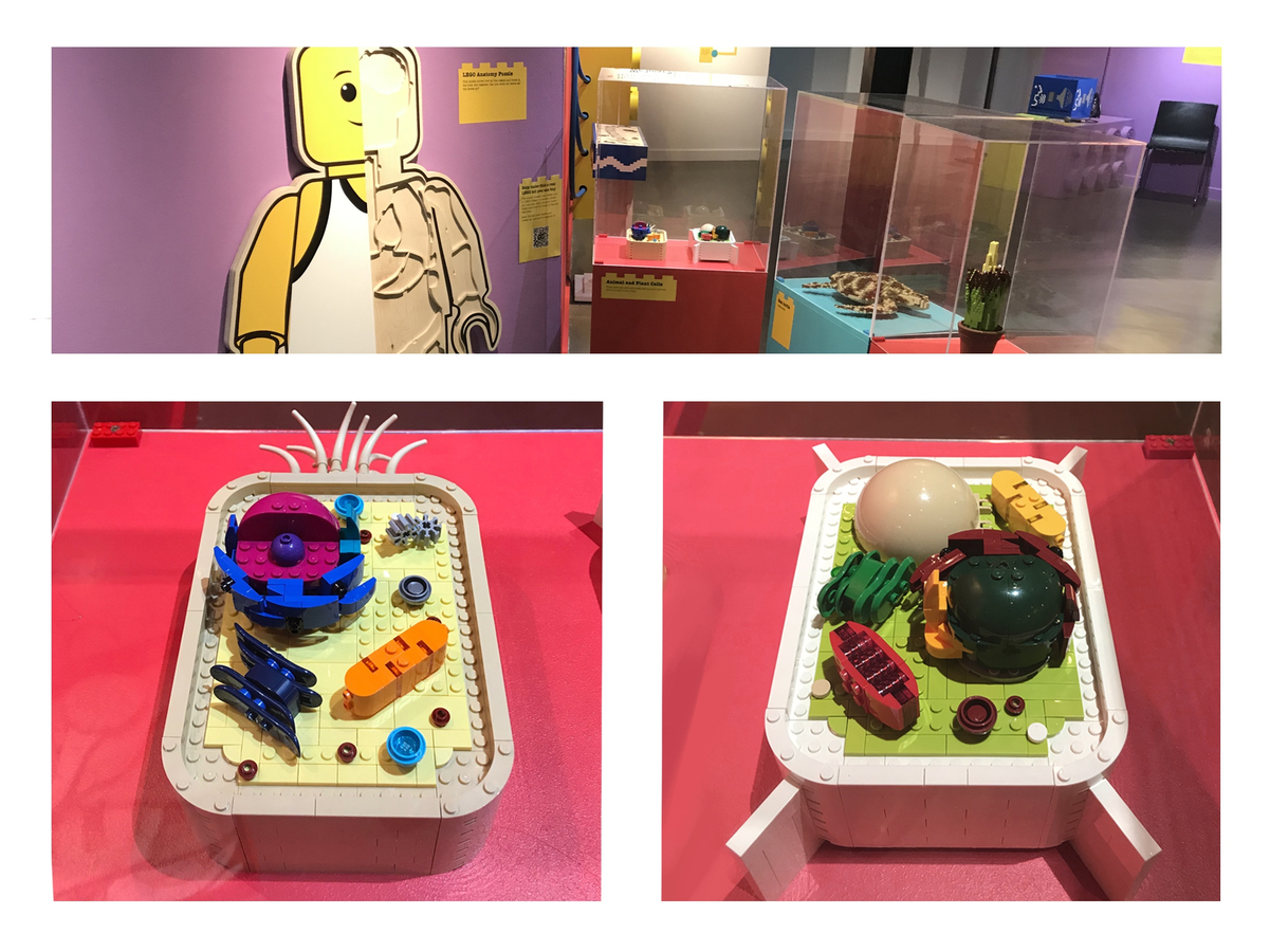 LEGO IDEAS Biology
