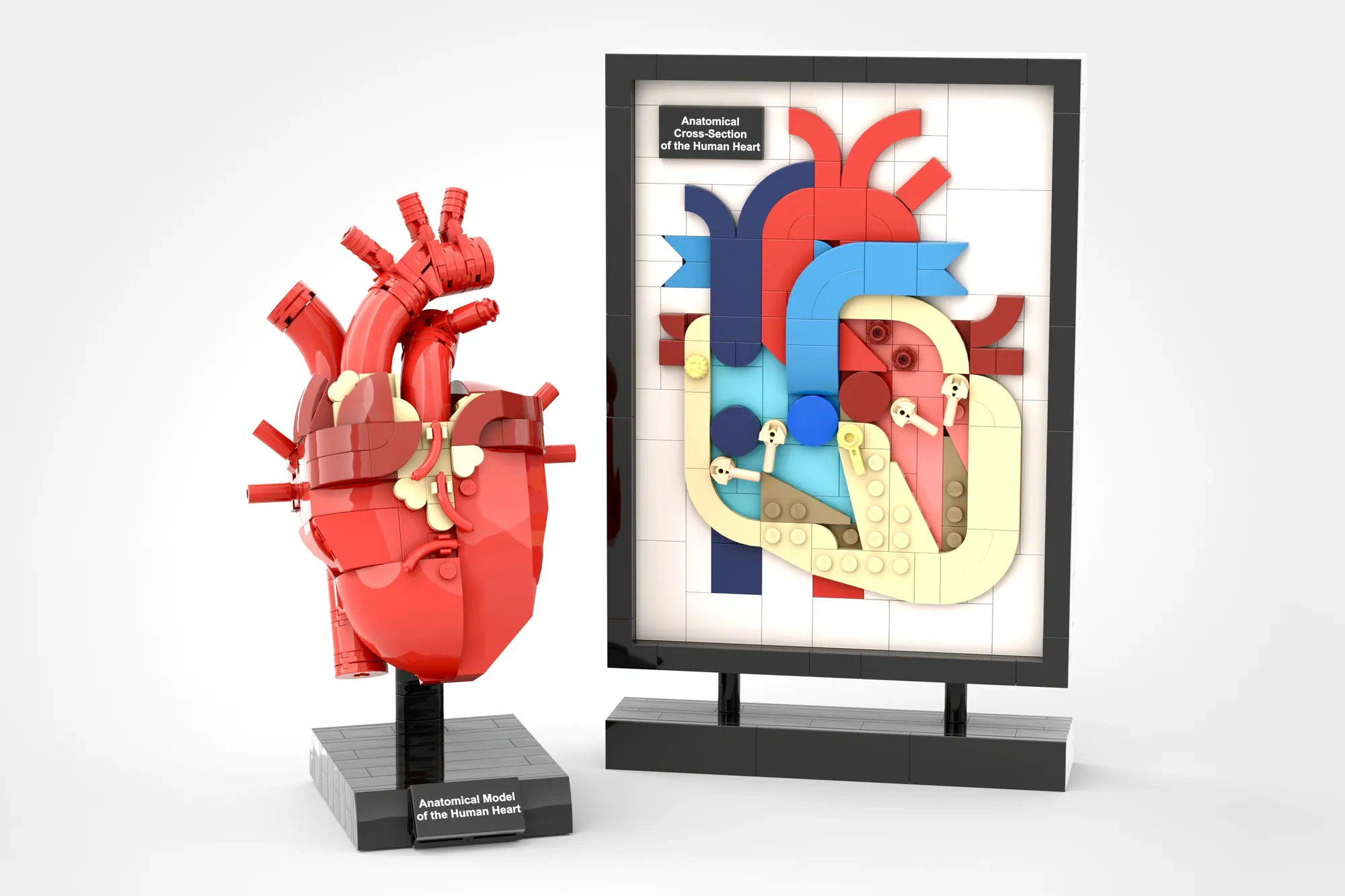 Anatomy of the Human Heart | LEGO® Ideas