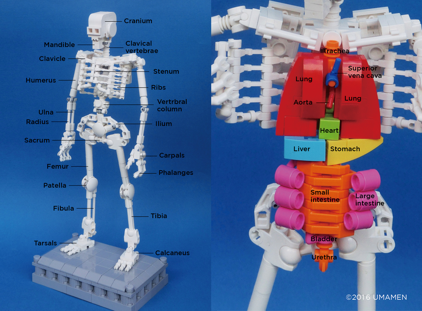 LEGO IDEAS - Lego Anatomy